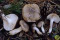 Hygrophorus agathosmus